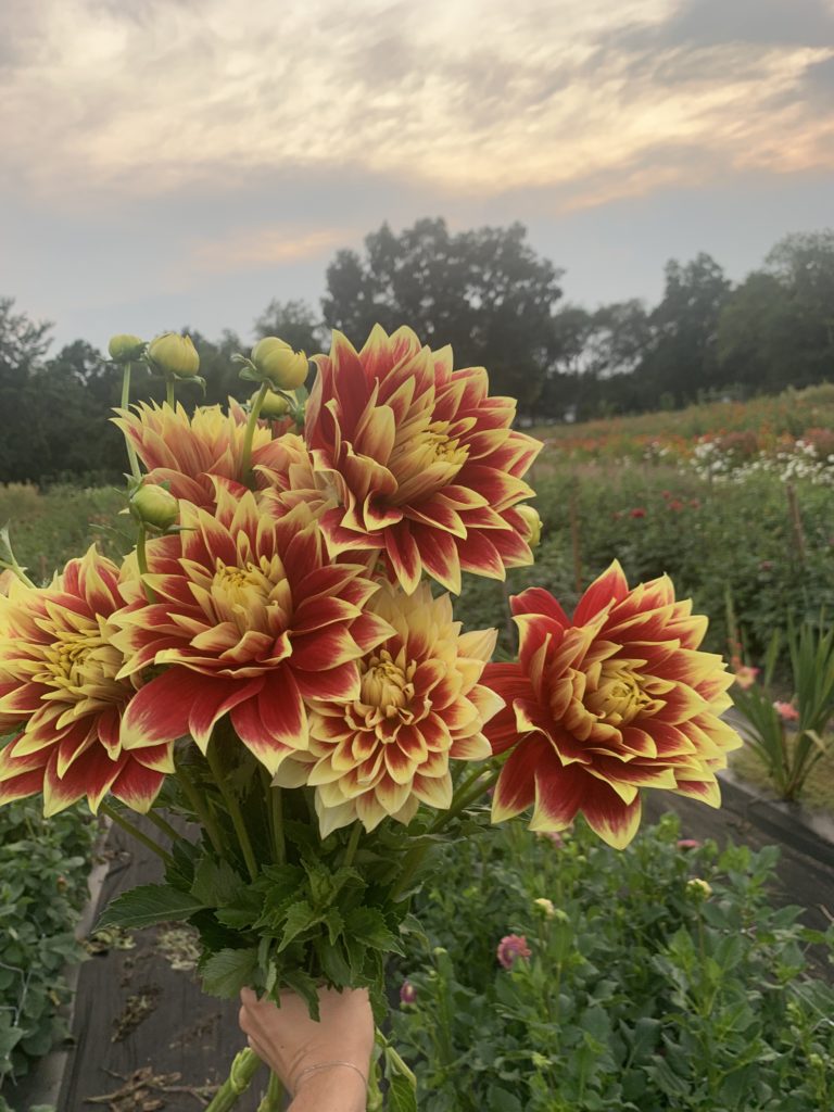 Dahlia Ketchup and Mustard