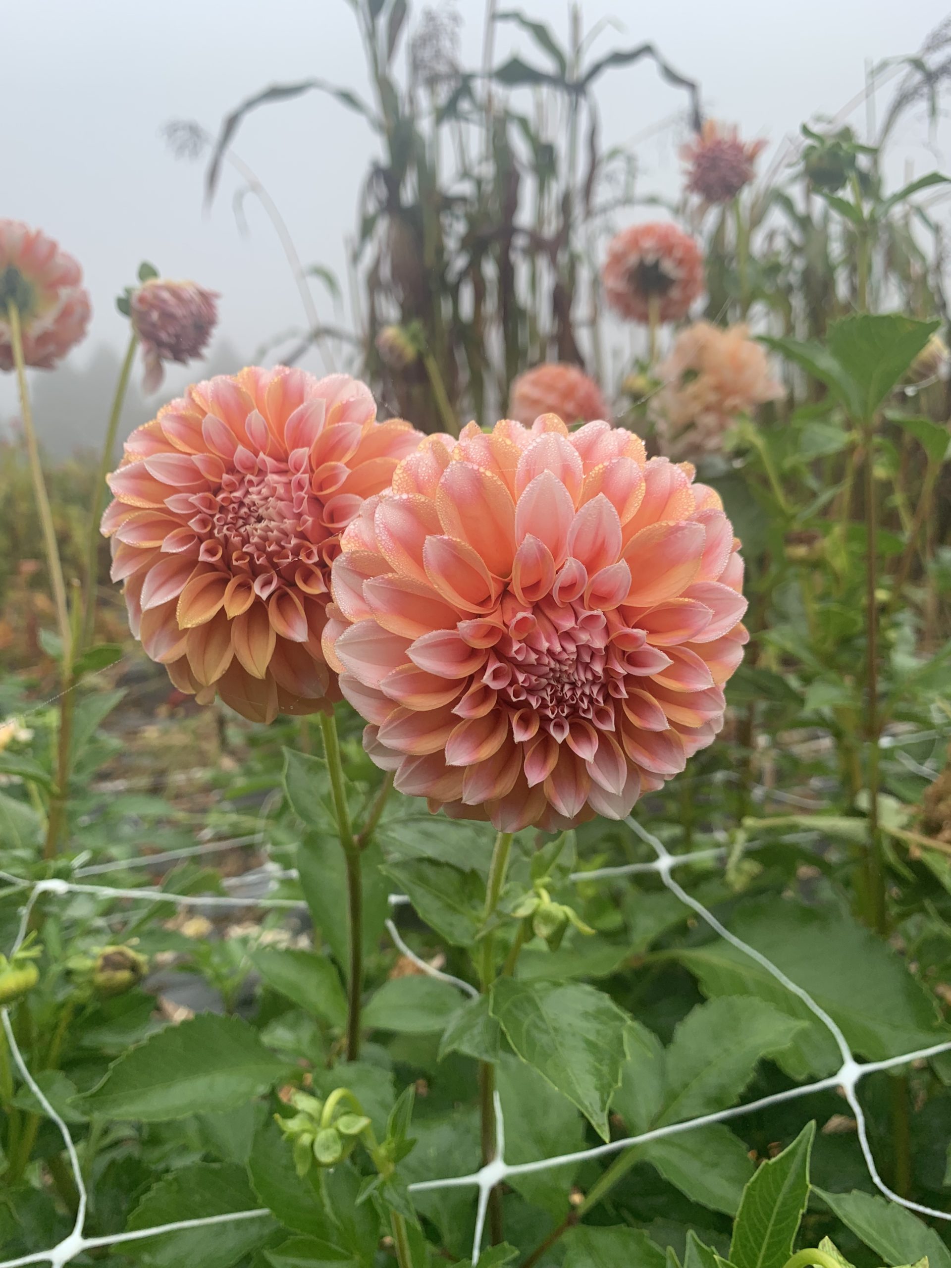 Dahlia Peaches and Cream