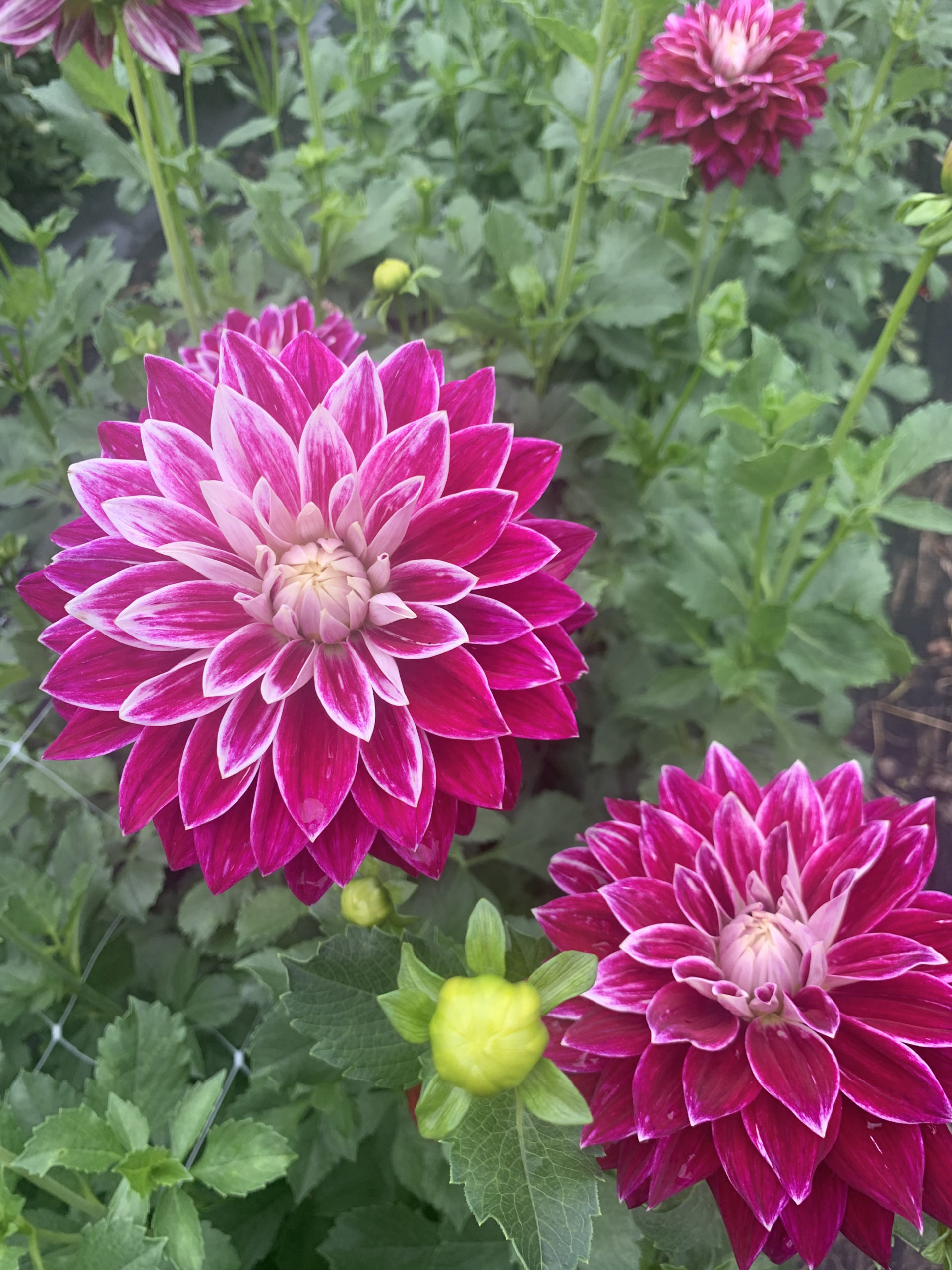 Dahlia – Bradley Aaron